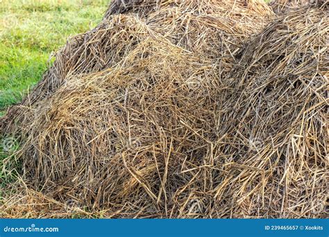 close up shot of dry straw pile on the agricultural field in the rural village stock image