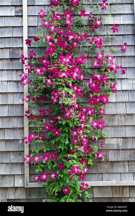 A Wire Trellis Of Climbing Pink Clematis Stock Photo Alamy
