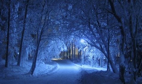 Snow Shade Trees Night Covered Winter Cold Photo Free Download