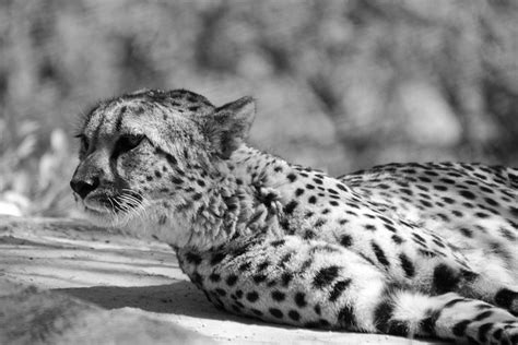 Cheetah Black And White A Photo On Flickriver