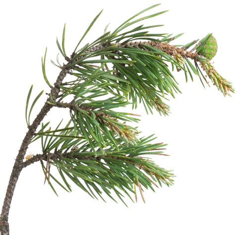 Pine Branch 2 On Target Outdoors