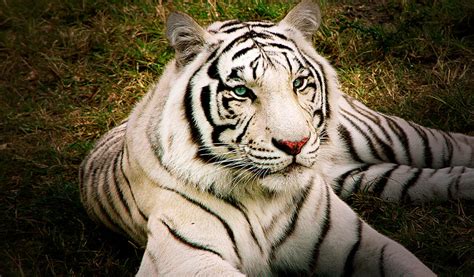 How Long Do White Tigers Live