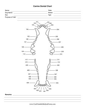 Keep reading to learn about the symptoms, diagnosis, and prevention of felv. Printable Canine Dental Chart