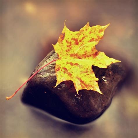 The Colorful Broken Leaf From Maple Tree On Basalt Stones In Blurred