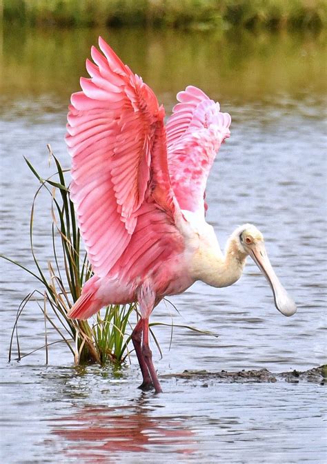 Roseate Spoonbill South Texas By Jeff Clow Nature Birds Coastal