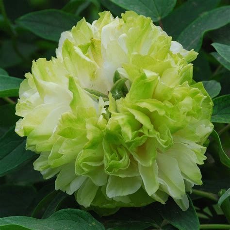 paeonia suffruticosa 10 lu mu ying yu pivoine arbustive à fleurs doubles vert pâle parfumées