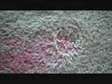 Make it a household rule that kool aid and similar drinks are not to be taken onto carpeted areas. How To Remove A Red Kool Aid Stain From Carpet - Fast ...
