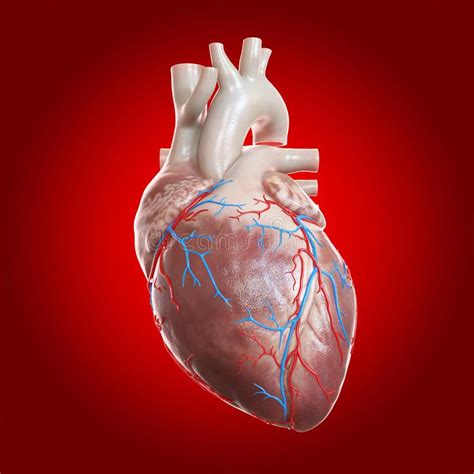 The Human Heart Stock Illustration Illustration Of Circulation 149527481