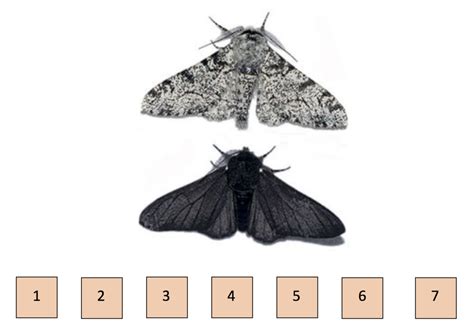 Story Of The Peppered Moth Diagram Quizlet