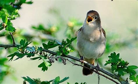 Dont Let Our Nightingales Go Quietly