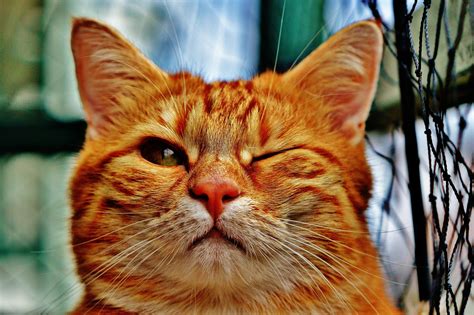 Orange Tabby Cat Hd Wallpaper Wallpaper Flare