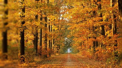 November Hd Background Src November Background Screen Tree Lined