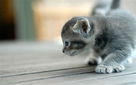Baby Cats Wallpapers Wallpaper Cave