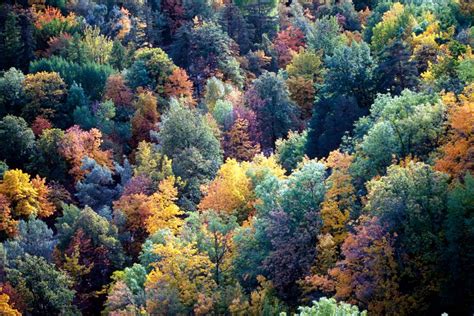 Land Biomes Temperate Forests