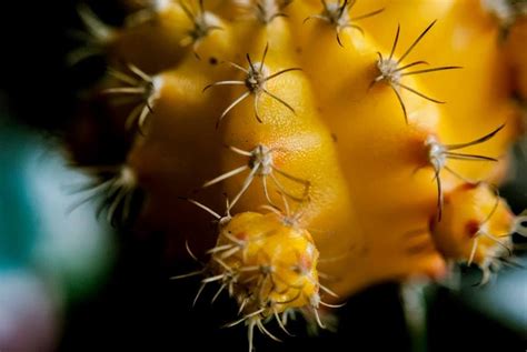 They prefer bright indirect light or partial sunlight you are also more likely to get flowers from the dark colored varieties. Yellow moon cactus | Plants, Yellow moon, Flowers