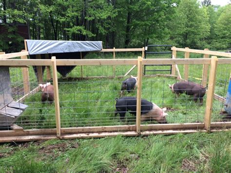 Hog Tractor Pig Farming Hog Farm Raising Farm Animals