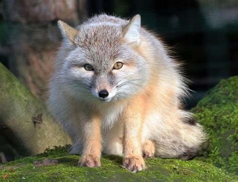 corsac fox belongs to genus vulpes aka true foxes one specific feature of true foxes is