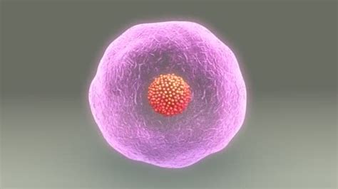 Largest Cell In The Woman Scientific Animations