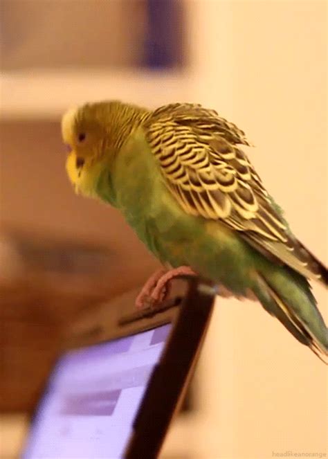 Animated  By Bowietvc15 Pet Birds Budgies Budgies Bird