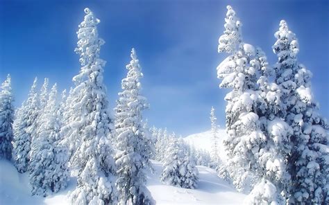 Landscapes Nature Winter Snow Trees Blue Skies High Resolution Hd