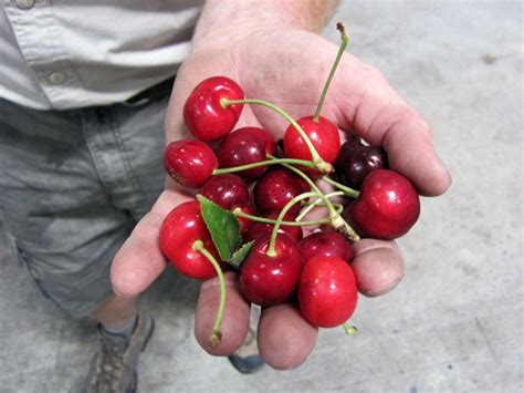 Argentina Kordia Red Cherry — Momobud
