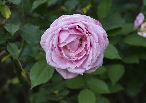 A Closeup View Of A Single Pink Rose Bloom Stock Photo Image Of Rosa