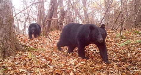 How Bears Engineer Japanese Forests Science News