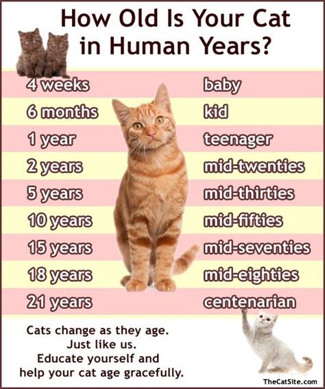 Caring For Your Aging Cat Plus How To Guess Its Age Cat Ages Cat