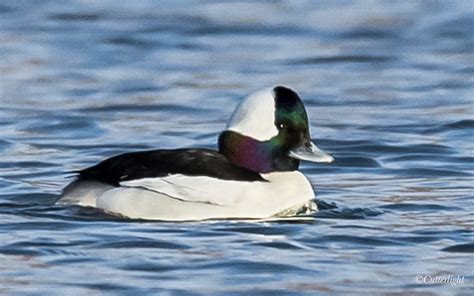 Birds Of Chignik Lake Bufflehead Our Smallest Diving Duck