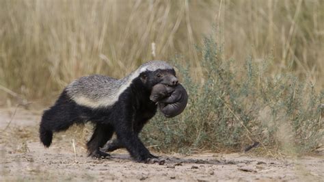Honey Badger Mellivora Capensis Carrying Young Pup In Her Mouth At