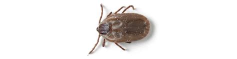 How Long Can Brown Dog Ticks Live Without A Host