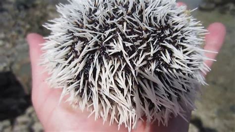 Cute Sea Urchin Youtube