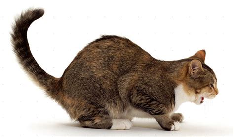 What are the available treatments for dog hairballs? 10 Things That Will Upset Your Cat