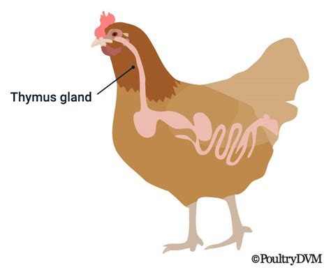 Thymoma In Chickens