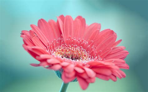 Pink Gerbera Full Hd Wallpaper And Background Image 1920x1200 Id675660
