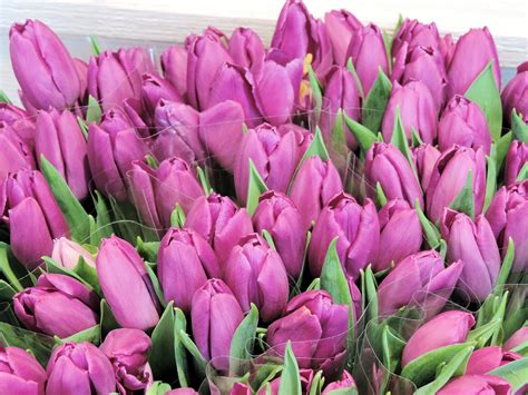 Purple Tulips Free Stock Photo Public Domain Pictures