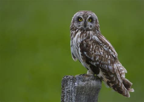 Short Eared Owl Asio Flammeus Short Eared Owls Are The N Flickr