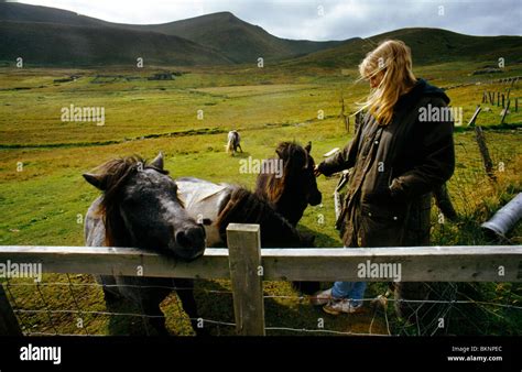 Foula Shetlands Scotland Shetland Ponies Woman Stock Photo Alamy