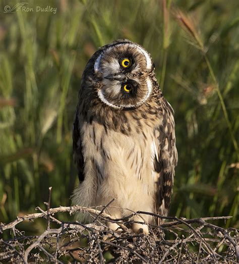 A Vulnerable Short Eared Owl Fledgling Feathered Photography