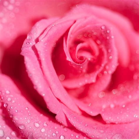 Nature Photography Rose Flower Pink Raindrops Romantic Etsy Pink