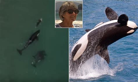 Incredible Moment Swimmer Finds Herself Surrounded By Killer Whales