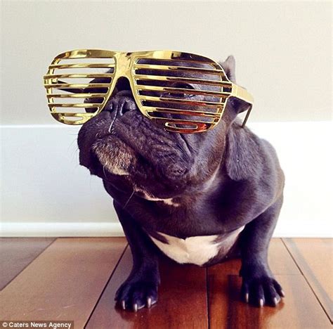 The Bulldog With 30000 Followers Of Fashion Trotter