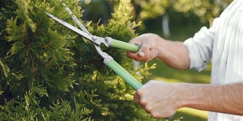 What Is Pruning 1 Full Guide Benefits Methods Tools