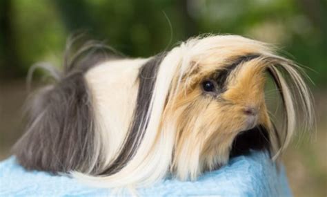 Top 14 Different Types Of Guinea Pig Breeds