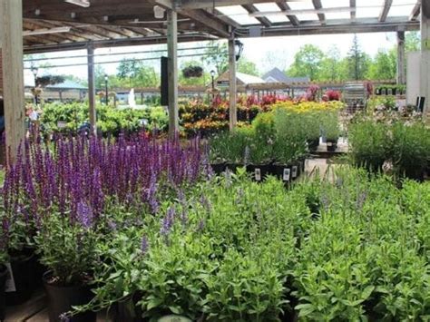 Best Long Island Perennials For Sale Top Rated Plants For Sale