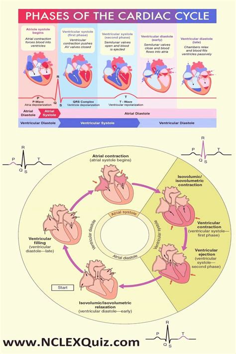 Nclex Cheat Sheets Phases Of The Cardiac Cycle For Nursing Students