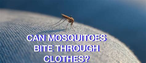 Can Mosquitoes Bite Through Clothes Updated 2023