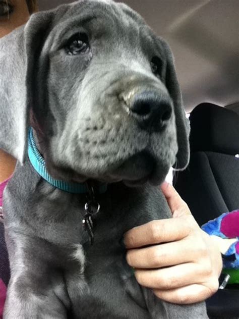 Great dane and 8 week old puppy love playing tug of war. Pin on Animals