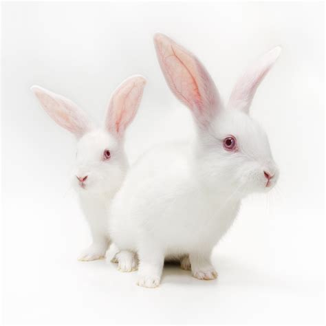 11 White Rabbit Breeds Four Paw City
