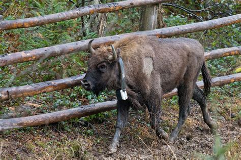 European Bison Released Into The Wild In The Eastern Carpathians